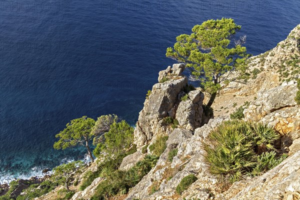 Pine tree on a rocky cliff overlooking the clear blue sea, Coastal Hiking tour in the south of Mallorca