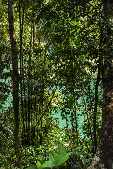 Rainforest in Khao Sok National Park, forest, jungle, trekking, nature, natural landscape, environment, travel, active holiday, holiday, outdoor, hiking, hiking trail, nature reserve, Thailand, Asia