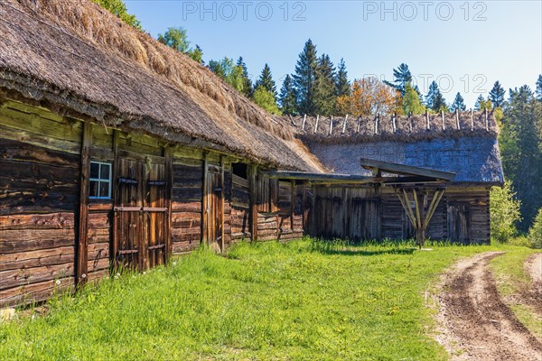 Old timber barn with thatched roof in the countryside a sunny summer day, Bastoena, Vara, Sweden, Europe