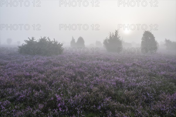 Heath landscape, flowering common heather (Calluna vulgaris), sunrise, morning fog, Lueneburg Heath, Lower Saxony, Germany, Europe