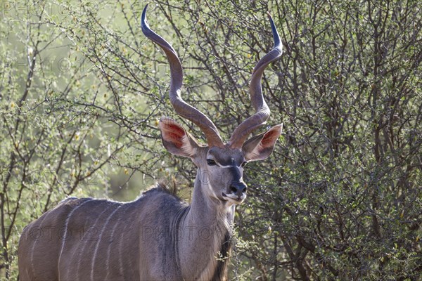 Kudu (Tragelaphus strepsiceros), Madikwe Game Reserve, North West Province, South Africa, RSA, Africa