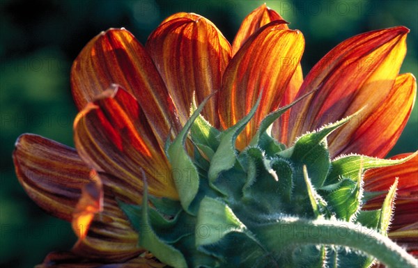 Close-up of a sunflower with bright orange and yellow petals against a blurred green background Helianthus annuus