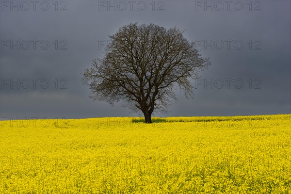 Old English oak (Quercus robur), on the Hoedinger Berg, Hoedingen, Lake Constance district, Upper Swabia, Baden-Wuerttemberg, Germany, Europe