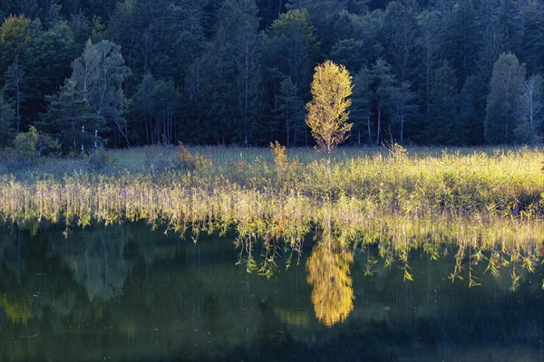 Autumn at Schwansee, near Hohenschwangau, Romantic Road, Ostallgaeu, Bavaria, Germanyropa