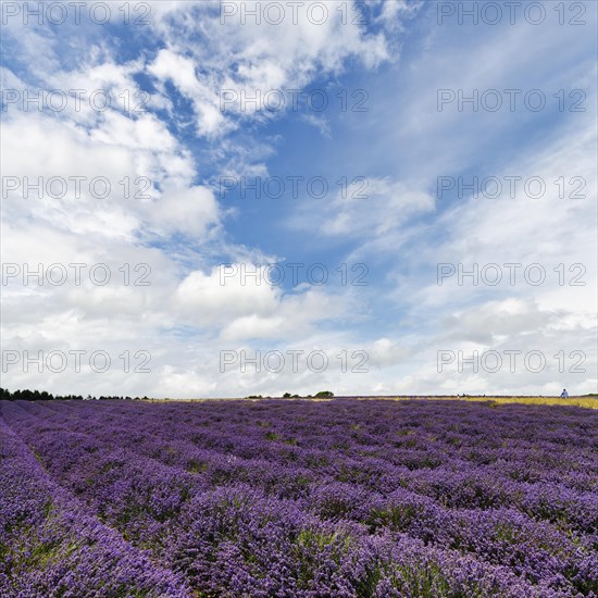 Lavender (Lavandula), lavender field on a farm, wide open space, good weather, Cotswolds Lavender, Snowshill, Broadway, Gloucestershire, England, Great Britain