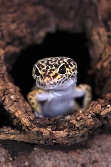 Leopard gecko (Eublepharis macularius), adult, portrait, looks out of burrow, captive