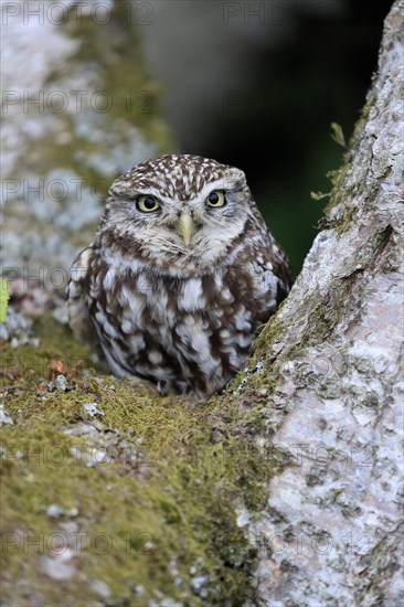 Little owl (Athene noctua), (Tyto alba), adult, on tree trunk, alert, portrait, Lowick, Northumberland, England, Great Britain