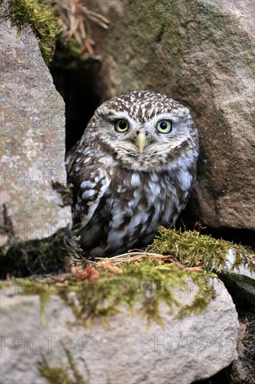 Little owl (Athene noctua), (Tyto alba), adult, at breeding den, alert, portrait, Lowick, Northumberland, England, Great Britain