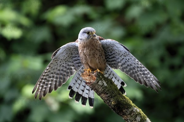 Common kestrel (Falco tinnunculus), adult, male, perch, spreading wings, Scotland, Great Britain