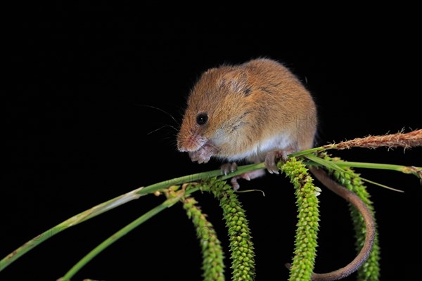 Eurasian harvest mouse (Micromys minutus), adult, on plant stalks, ears of corn, foraging, at night, Scotland, Great Britain