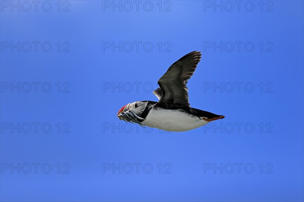 Puffin (Fratercula arctica), adult, flying, with sand eels, with food, Faroe Islands, England, Great Britain, Europe