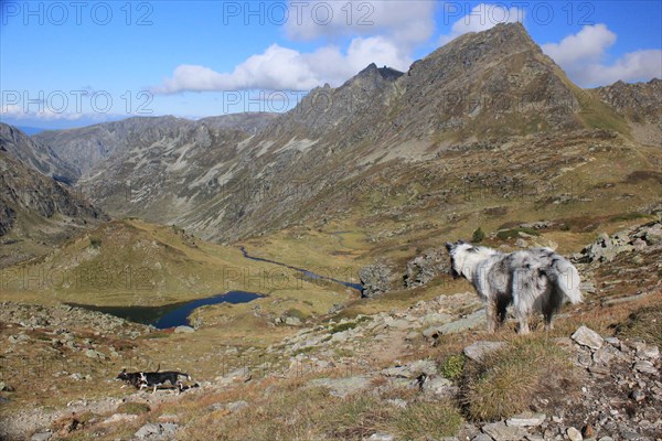 Dog overlooking a tranquil mountainous landscape with lakes and clouds, Amazing Dogs in the Nature
