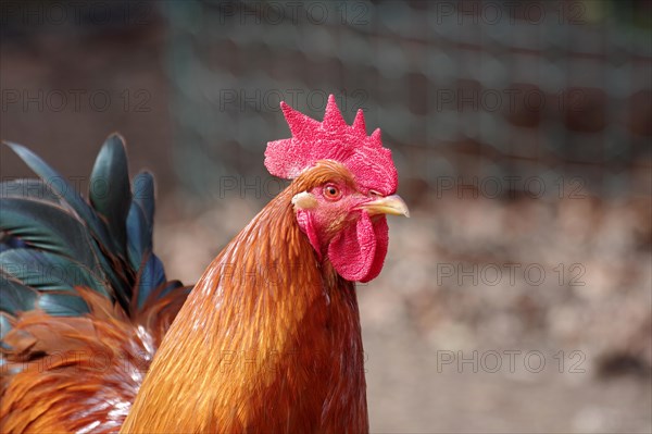 Domestic chicken (Gallus gallus domesticus), rooster, portrait, New Hampshire, poultry, breed, portrait of male domestic fowl of the New Hampshire breed. The animal has a large red comb and brown feathers