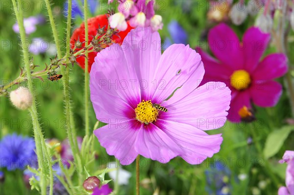 Close-up of a pink cosmea (Cosmea bipinnata), Cosmea, in front of a blurred green background, Stuttgart, Baden-Wuerttemberg, Germany, Europe