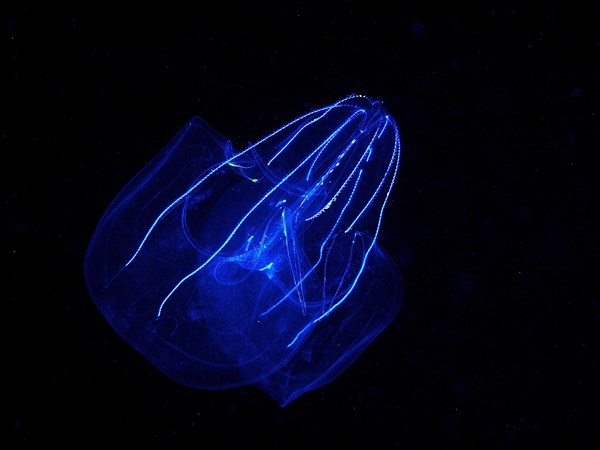 Lobed ribbed jellyfish (Leucothea multicornis), comb jellyfish, at night, dive site, Riviera Beach, Florida, USA, North America