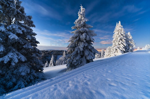 Winter on the Feldberg in front of sunrise, Breisgau-Hochschwarzwald district, Baden-Wuerttemberg, Germany, Europe