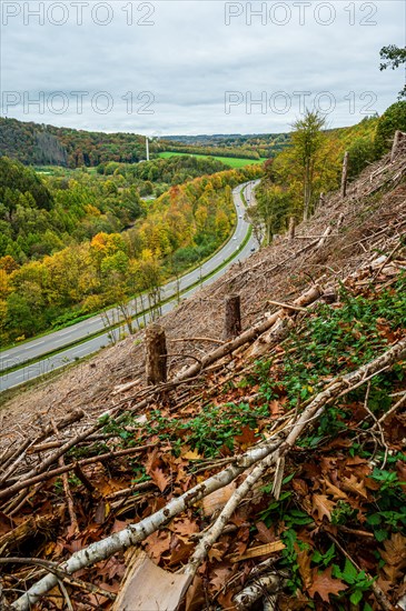 View of a winding road through an autumnal forest landscape with cut trees, Bergisches Land, North Rhine-Westphalia