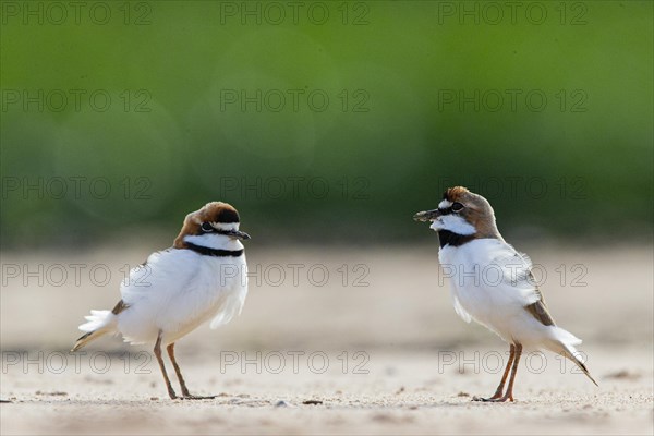 Slender-billed plover (Anarhynchus collaris) Pantanal Brazil