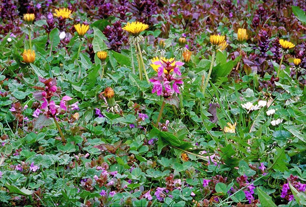 A vibrant scene with wildflowers, including dandelion blossoms Taraxacum and purple flowers surrounded by green leaves