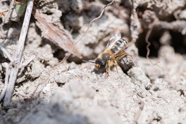 Common sand bee (Andrena flavipes), sitting at the entrance to its ground nest, Sielmanns Naturlandschaft Doeberitzer Heide nature reserve, Germany, Europe