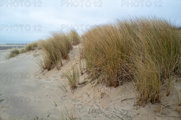 Sand dunes covered with tall beach grass under an overcast sky, Breskens, Zeeland, Netherlands