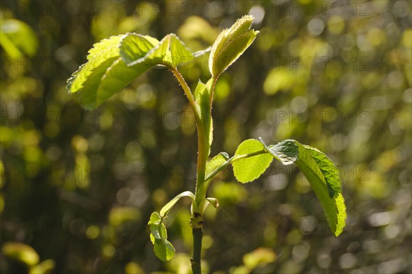 Branch with leaves of the Ispahan rose, fresh shoots, close-up, North Rhine-Westphalia, Germany, Europe