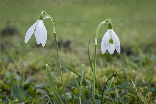Snowdrop (Galanthus), white, spring, garden, Lueneburg, Lower Saxony, Germany, Europe