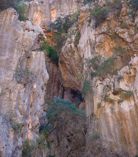 Torrent de Pareis, large rock opening surrounded by striking rock structures, orange-red cliffs overhangs, some trees, bushes and grass on rocky outcrops, holm oaks (Quercus ilex), mountains, Serra de Tramuntana, Majorca, Spain, Europe