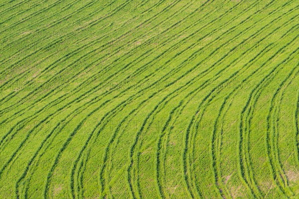 Traces on a cultivated area, Crete Senesi, Province of Siena, Tuscany, Italy, Europe