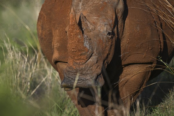 White rhinoceros (Ceratotherium simum) portrait, Madikwe Game Reserve, North West Province, South Africa, RSA, Africa
