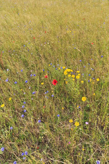 Wildflowers, poppies in a meadow, Snowshill, Broadway, Gloucestershire, England, Great Britain