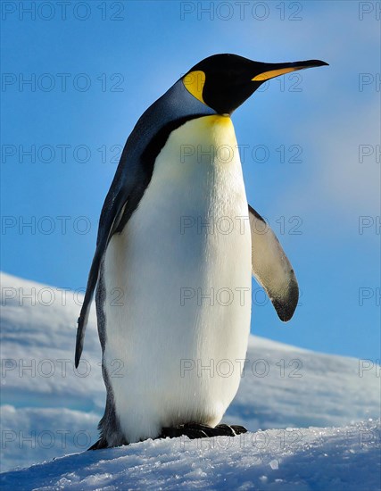 AI generated, Antarctica, snow, ice, winter, king penguin (Aptenodytes patagonicus), Antarctica