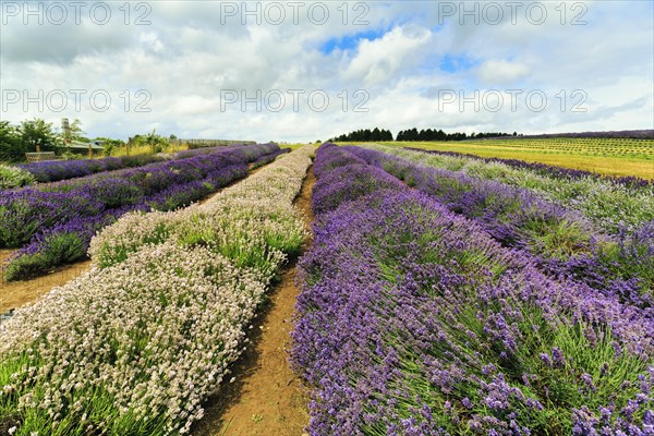 Lavender (Lavandula), lavender field on a farm, different varieties, good summer weather, Cotswolds Lavender, Snowshill, Broadway, Gloucestershire, England, Great Britain