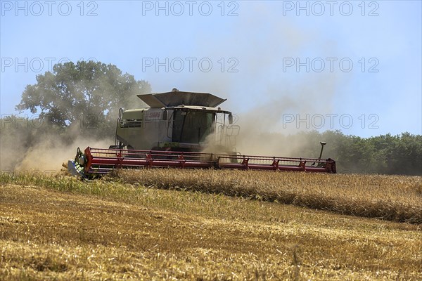 Combine harvester on a barleys (Hordeum vulgare), Mecklenburg-Vorpommern, Germany, Europe