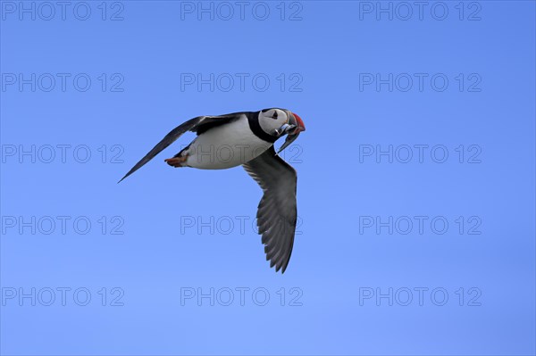 Puffin (Fratercula arctica), adult, flying, with sand eels, with food, Faroe Islands, England, Great Britain, Europe