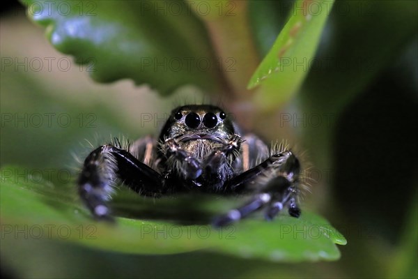 Tan jumping spider (Platycryptus undatus), adult, on leaf, North America, captive