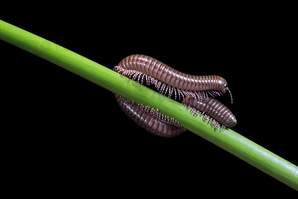 Millipedes (Diplopoda), adult, on plant stems, at night, Great Britain