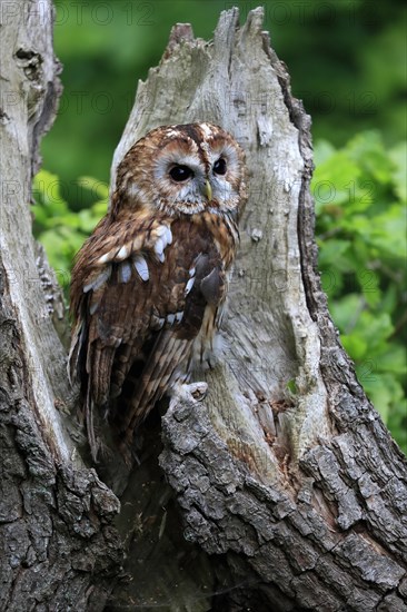 Tawny owl (Strix aluco), adult, on tree trunk, vigilant, Scotland, Great Britain