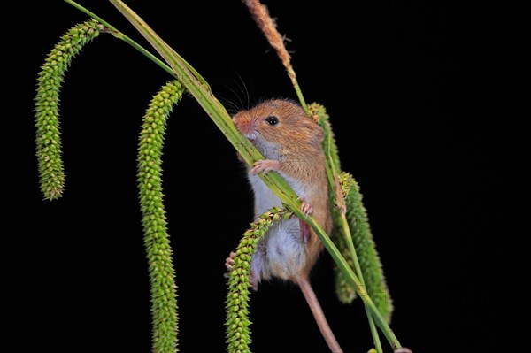 Eurasian harvest mouse (Micromys minutus), adult, on plant stalks, ears of corn, foraging, at night, Scotland, Great Britain