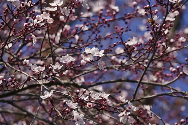 Beautiful blossom of an ornamental cherry, March, Germany, Europe