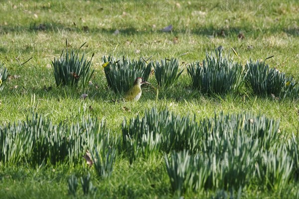 Green woodpecker in a meadow, March, Germany, Europe