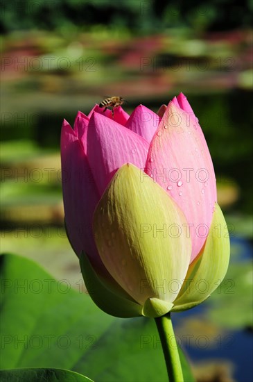 A pink lotus (Nelumbo) with water droplets illuminated by sunlight, Stuttgart, Baden-Wuerttemberg, Germany, Europe