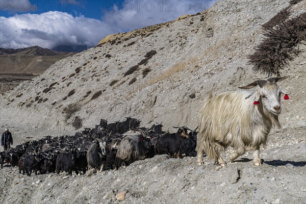 Mountain goats with their sheppard, Kingdom of Mustang, Nepal, Asia