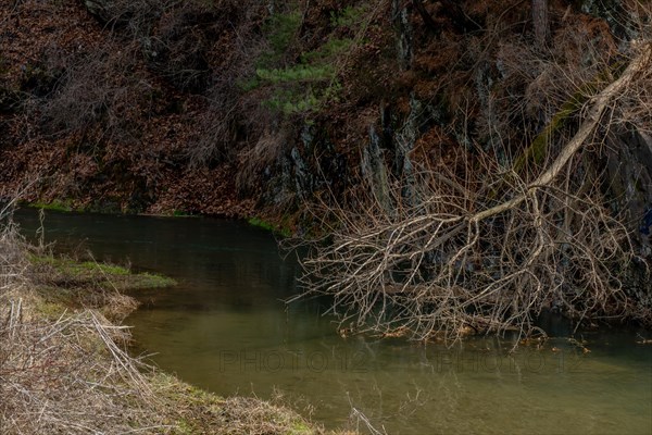 A tranquil creek bordered by dry overhanging branches and earthy tones, in South Korea