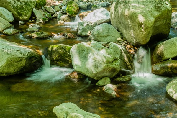 A clear stream flows over moss-covered boulders in a sunlit forest, in South Korea