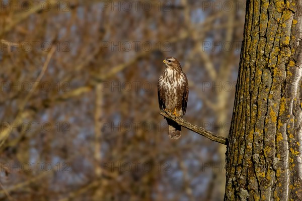 A hawk perched on a tree branch, blending in with the textured bark, Buteo buteo, Buzzard, Wagbachniederung