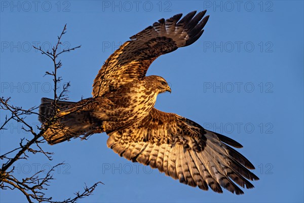 A hawk is spreading its wings mid-flight against a clear blue sky, with golden sunlight illuminating its feathers, Buteo buteo, Buzzard, Wagbachniederung