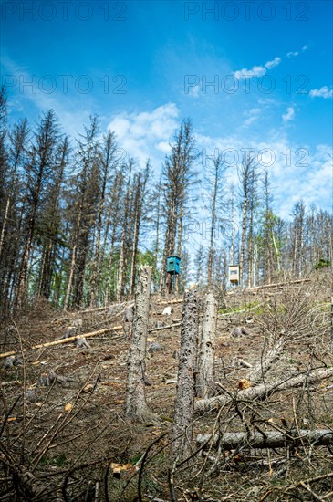 Forest landscape with many dead trees and blue sky in the background, Felderbachtal, Langenberg, Mettmann