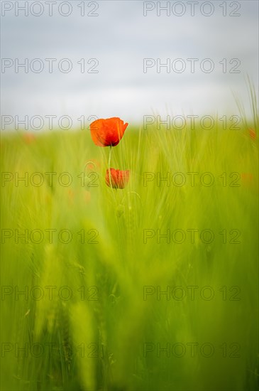 A single poppy flower in selective sharpness, surrounded by soft green grain, poppy, papaver