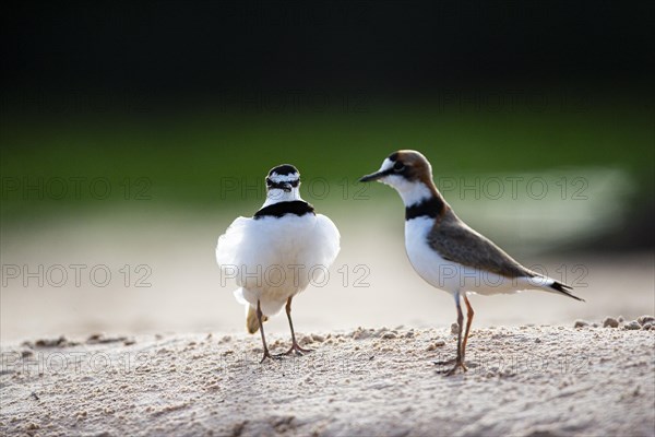 Slender-billed plover (Anarhynchus collaris) Pantanal Brazil